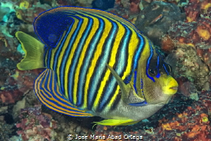 Angel fish by Jose Maria Abad Ortega 